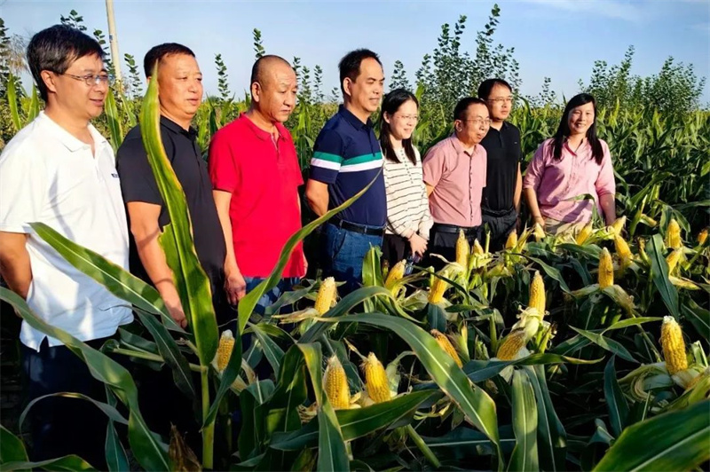 湖北省财政厅、农业农村厅领导莅临美高梅mgm最新网站宁夏玉米种子生产加工基地调研